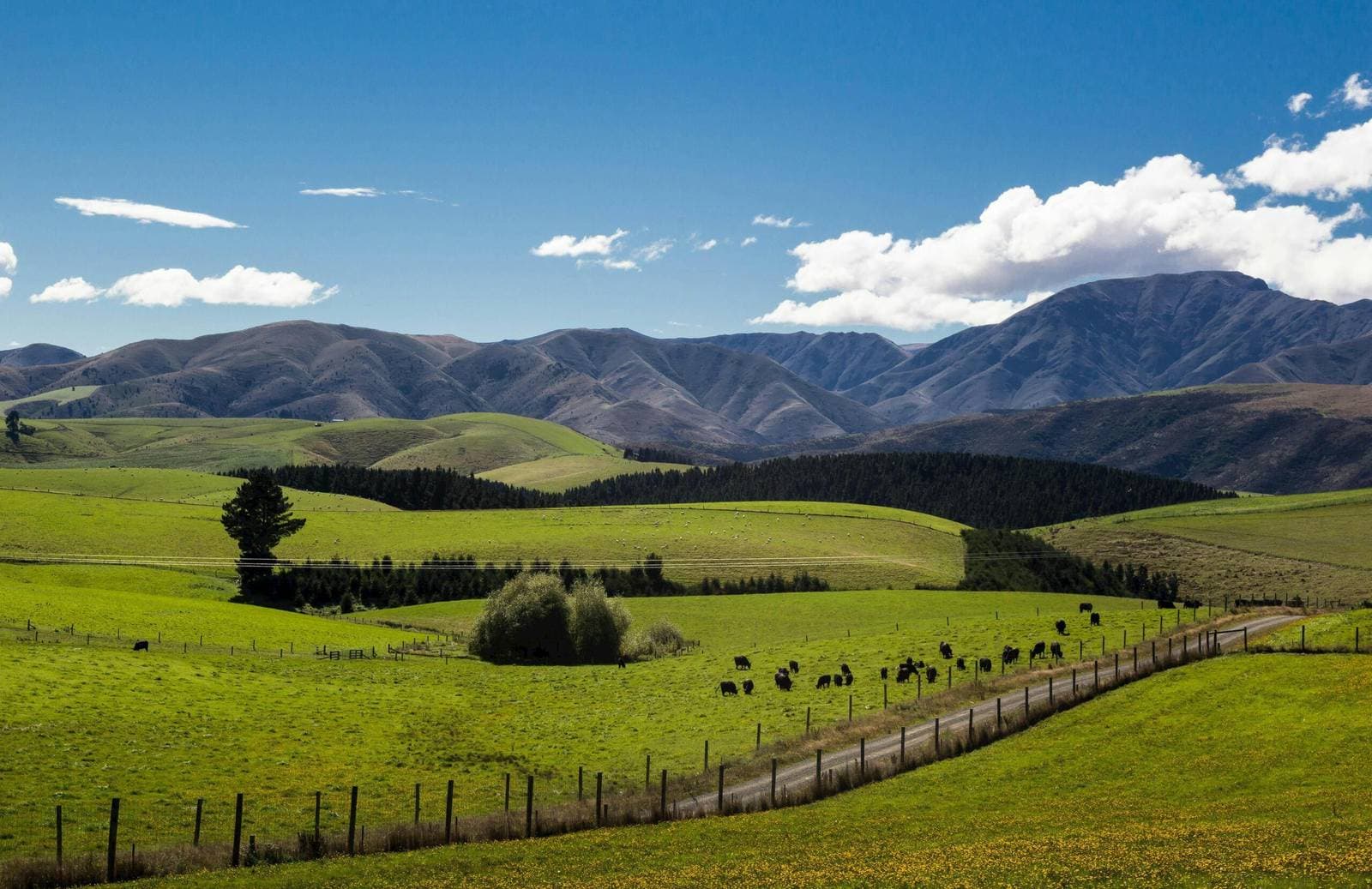 New Zealand Visa